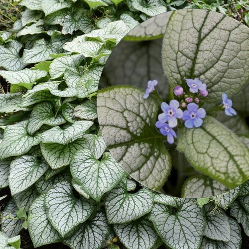 Brunnera macrophylla 'Alexandria' - Suurelehine brunnera 'Alexandria'